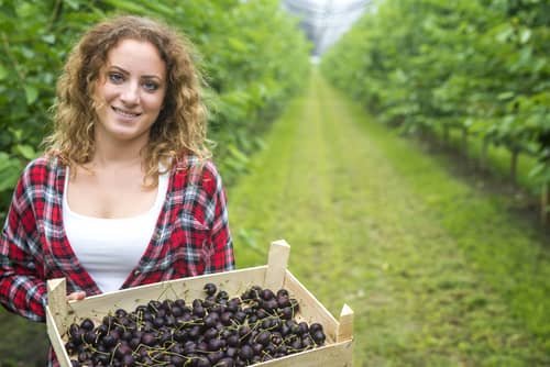 Trabajo en Agricultura